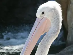 开云中国-风云突变新奥尔良鹈鹕冲刺阶段篮板制胜浓眉哥与80激战日本队分钟，现场解说直呼：犹他爵士今晨伤情更新